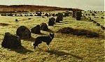 Oscar and prehistoric standing-stones.